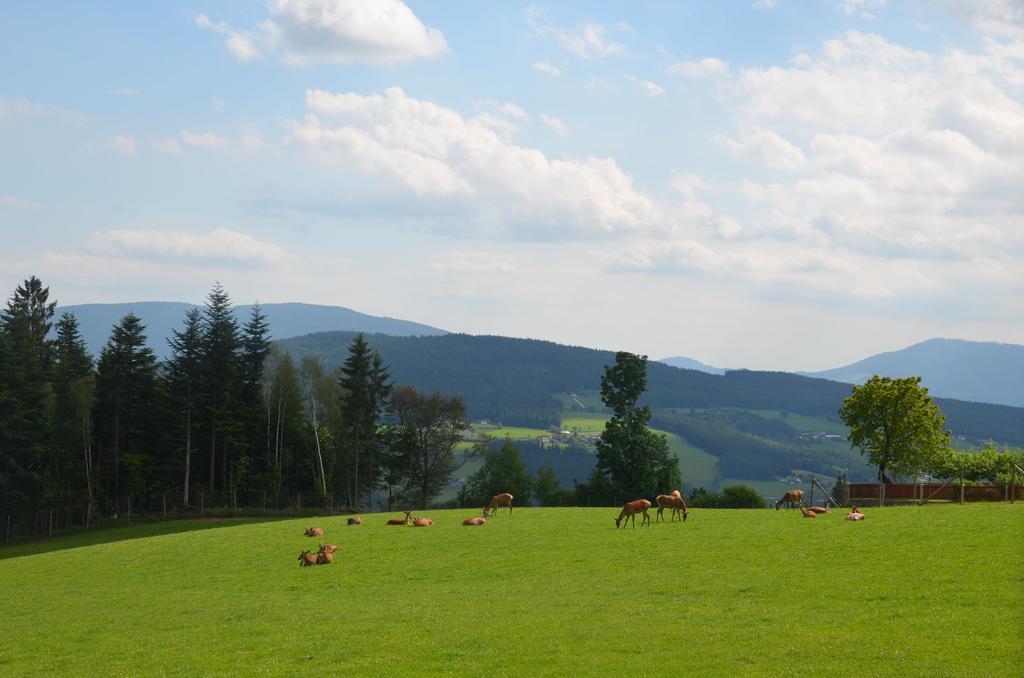 Wildwiesenhof Miesenbach  Buitenkant foto