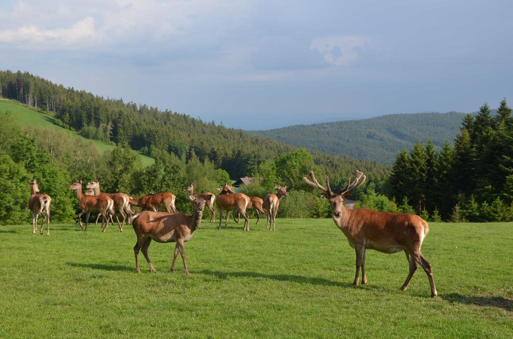Wildwiesenhof Miesenbach  Buitenkant foto