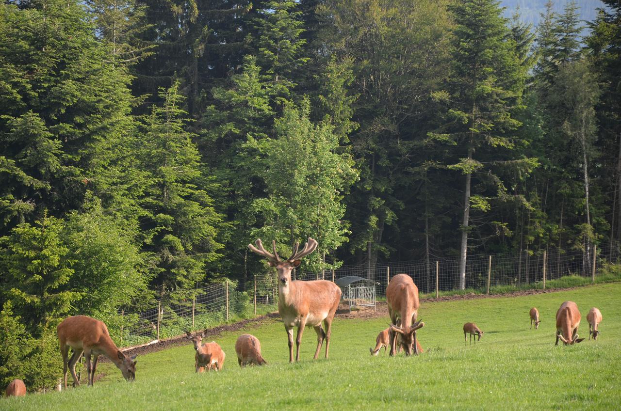 Wildwiesenhof Miesenbach  Buitenkant foto